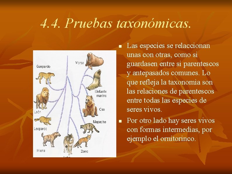 4. 4. Pruebas taxonómicas. n n Las especies se relaccionan unas con otras, como