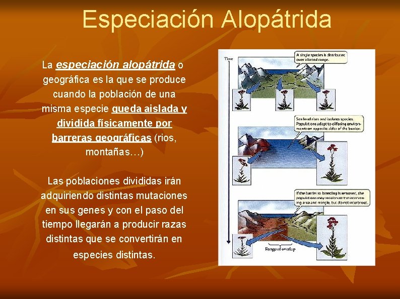 Especiación Alopátrida La especiación alopátrida o geográfica es la que se produce cuando la