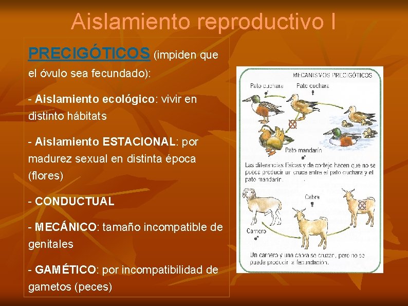 Aislamiento reproductivo I PRECIGÓTICOS (impiden que el óvulo sea fecundado): - Aislamiento ecológico: vivir