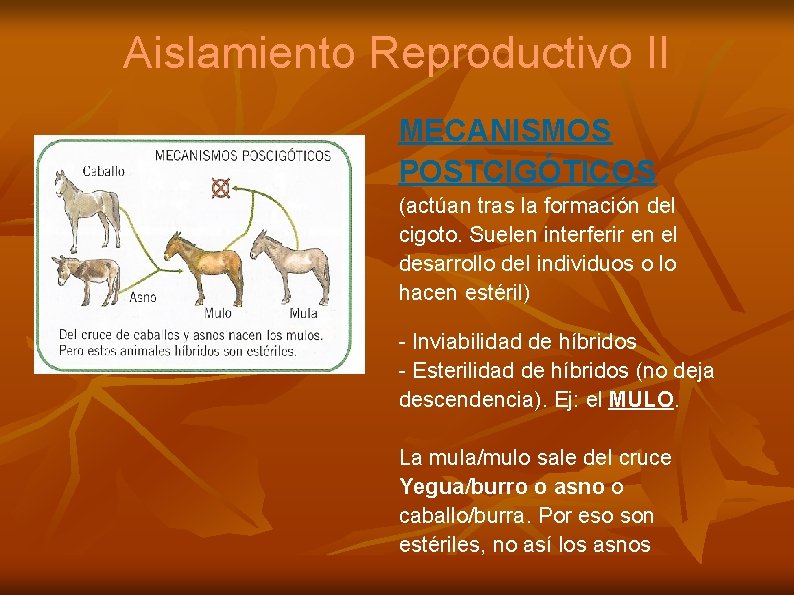 Aislamiento Reproductivo II MECANISMOS POSTCIGÓTICOS (actúan tras la formación del cigoto. Suelen interferir en