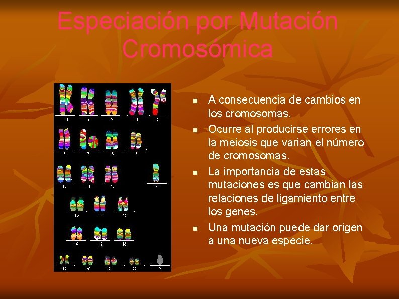 Especiación por Mutación Cromosómica n n A consecuencia de cambios en los cromosomas. Ocurre