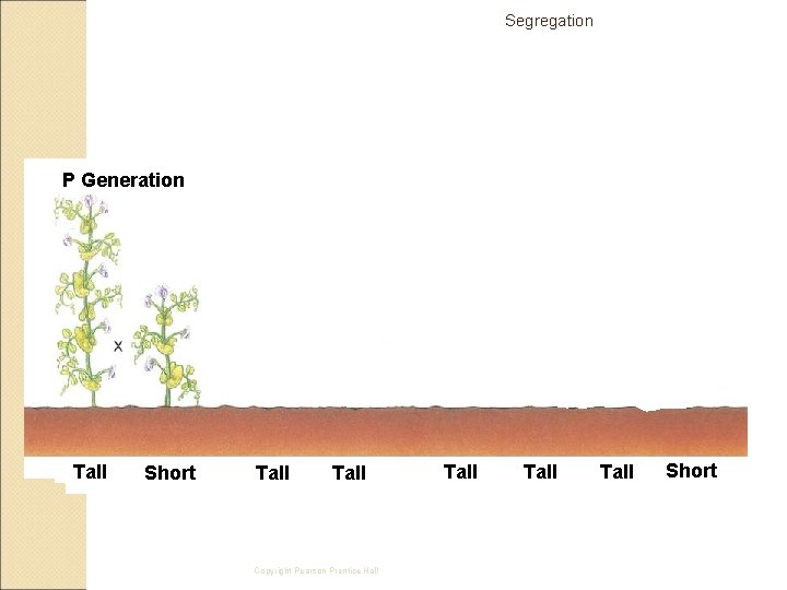Segregation P Generation Tall Short F 2 Generation F 1 Generation Tall Copyright Pearson