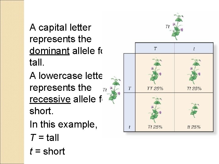 A capital letter represents the dominant allele for tall. A lowercase letter represents the