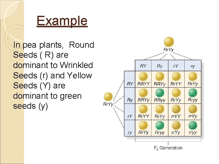 Example In pea plants, Round Seeds ( R) are dominant to Wrinkled Seeds (r)