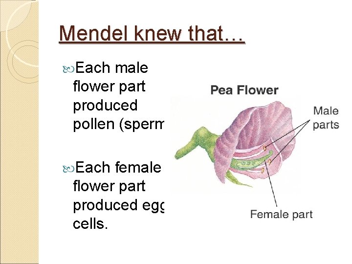 Mendel knew that… Each male flower part produced pollen (sperm) Each female flower part