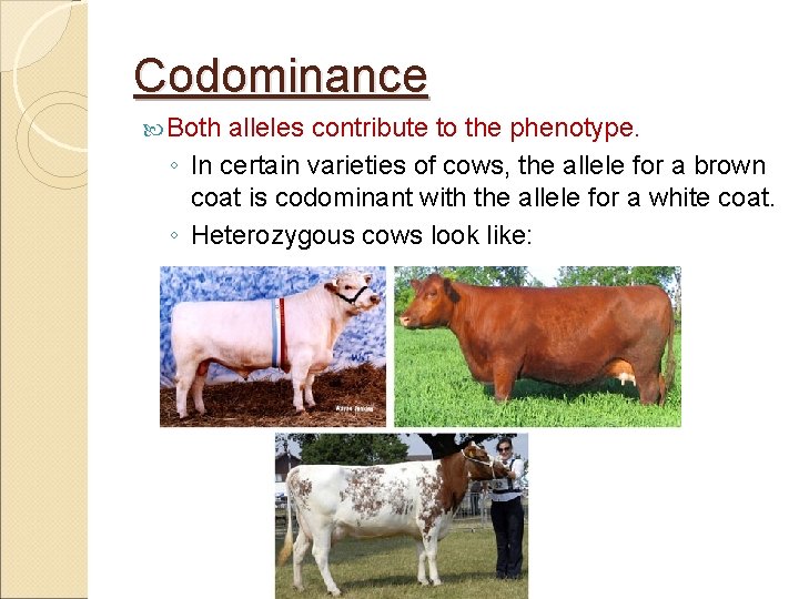 Codominance Both alleles contribute to the phenotype. ◦ In certain varieties of cows, the