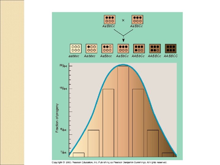 Aa. Bb. Cc aabbcc 20/64 Fraction of progeny 15/64 6/64 1/64 Aabbcc Aa. Bb.