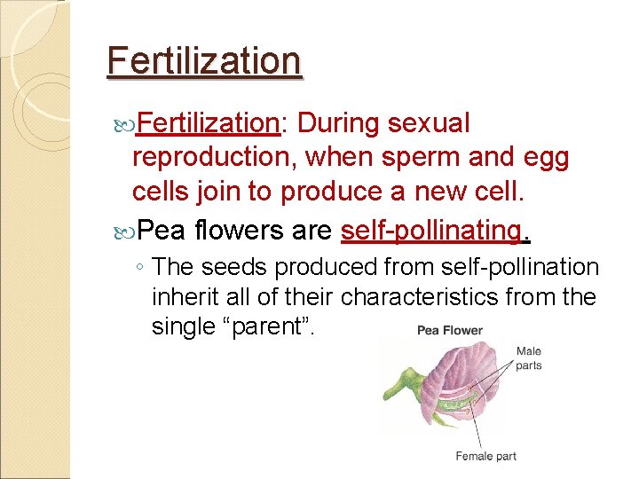 Fertilization: During sexual reproduction, when sperm and egg cells join to produce a new