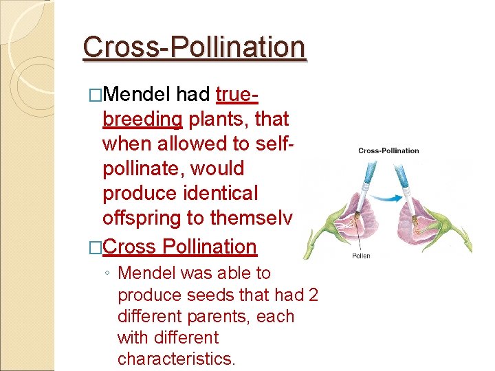 Cross-Pollination �Mendel had truebreeding plants, that when allowed to selfpollinate, would produce identical offspring