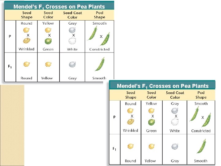 Mendel’s F 1 Crosses on Pea Plants 