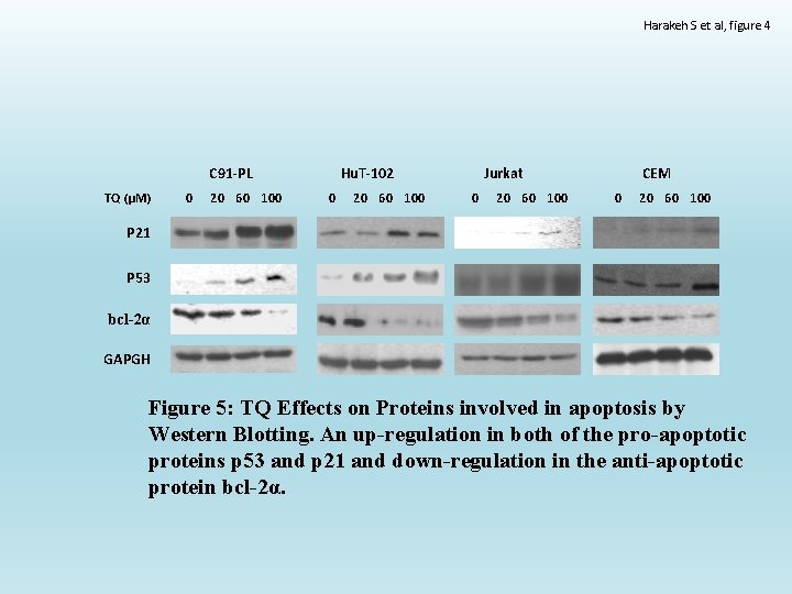 Harakeh S et al, figure 4 C 91 -PL TQ (μM) 0 20 60