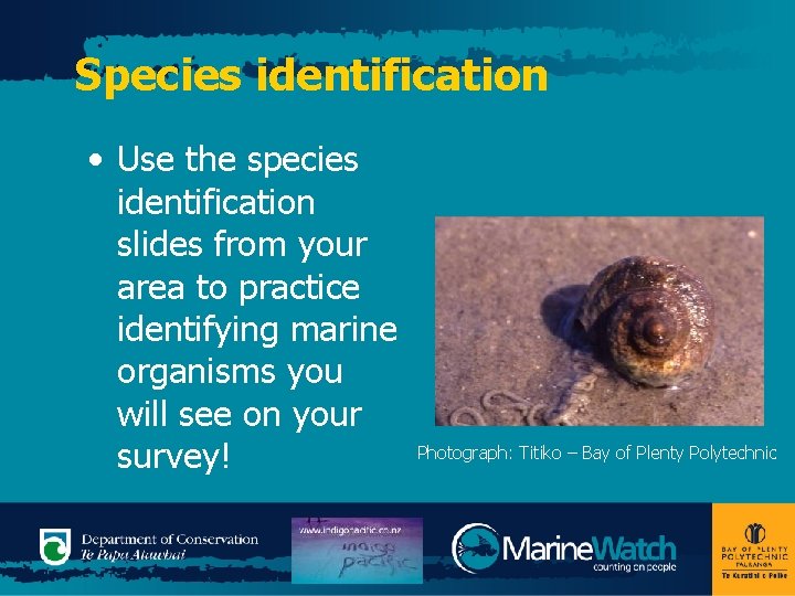 Species identification • Use the species identification slides from your area to practice identifying