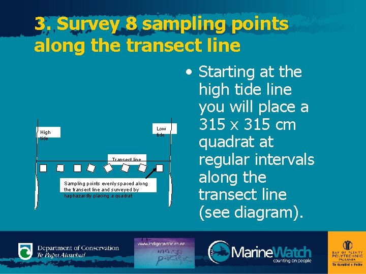 3. Survey 8 sampling points along the transect line Low tide High tide Transect