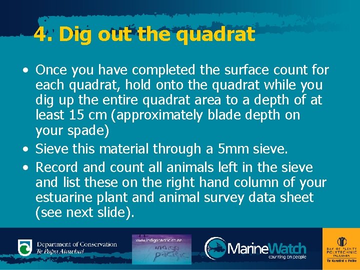 4. Dig out the quadrat • Once you have completed the surface count for