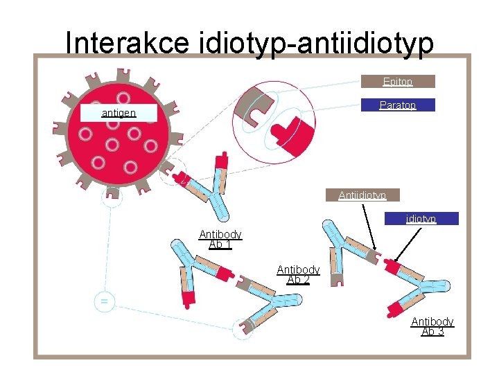 Interakce idiotyp-antiidiotyp Epitop Paratop antigen Antiidiotyp Antibody Ab 1 Antibody Ab 2 Antibody Ab