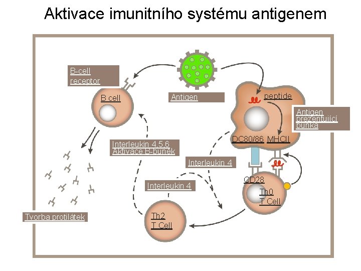 Aktivace imunitního systému antigenem B-cell receptor B cell Antigen peptide Antigen prezentující buňka DC