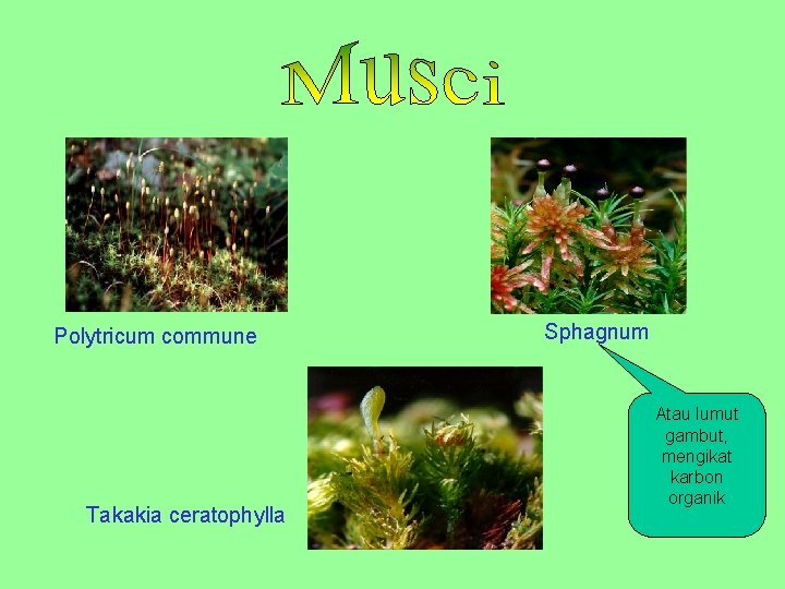 Polytricum commune Takakia ceratophylla Sphagnum Atau lumut gambut, mengikat karbon organik 