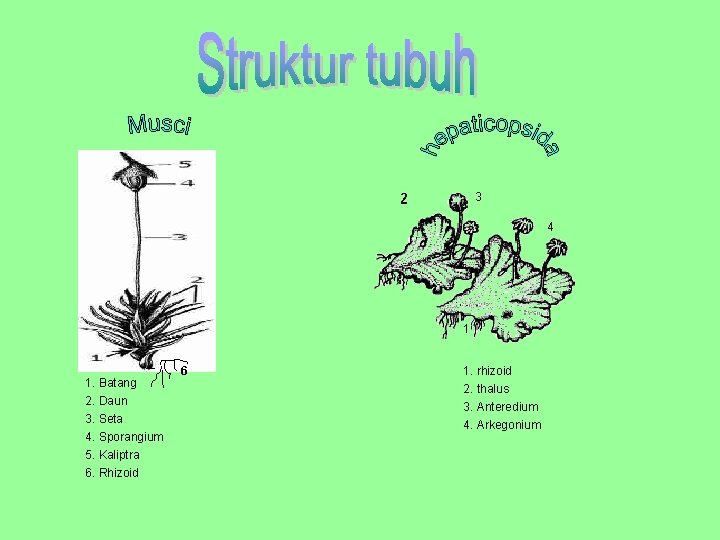 3 4 1 1. Batang 2. Daun 3. Seta 4. Sporangium 5. Kaliptra 6.