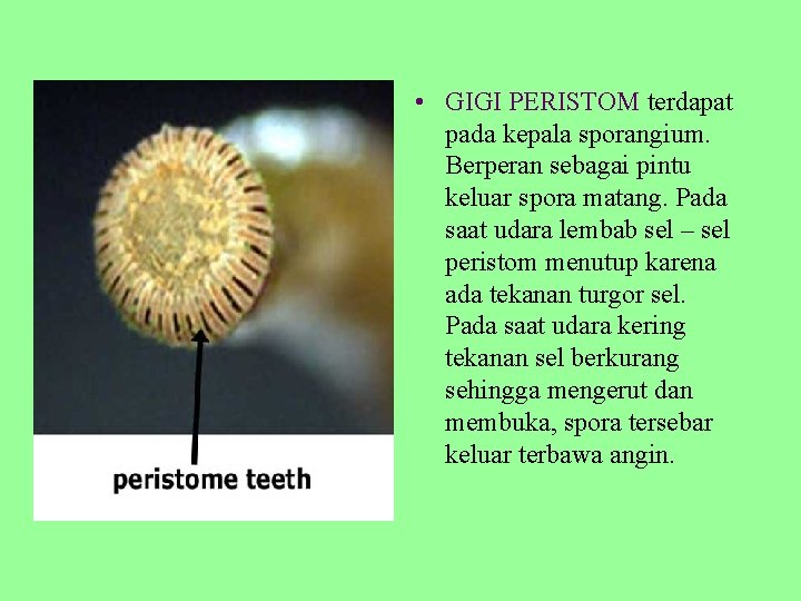  • GIGI PERISTOM terdapat pada kepala sporangium. Berperan sebagai pintu keluar spora matang.