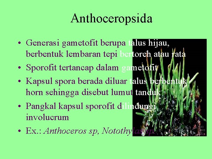 Anthoceropsida • Generasi gametofit berupa talus hijau, berbentuk lembaran tepi bertoreh atau rata •