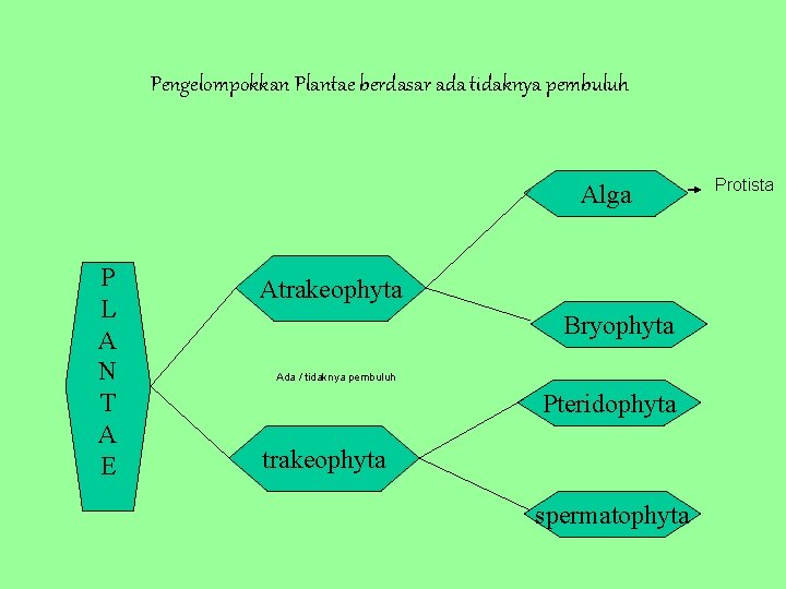 Pengelompokkan Plantae berdasar ada tidaknya pembuluh Alga P L A N T A E