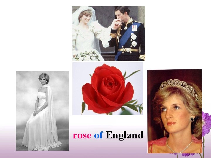 rose of England 