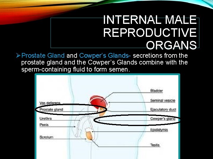 INTERNAL MALE REPRODUCTIVE ORGANS ØProstate Gland Cowper’s Glands- secretions from the prostate gland the