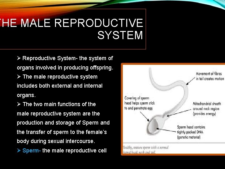 THE MALE REPRODUCTIVE SYSTEM Ø Reproductive System- the system of organs involved in producing