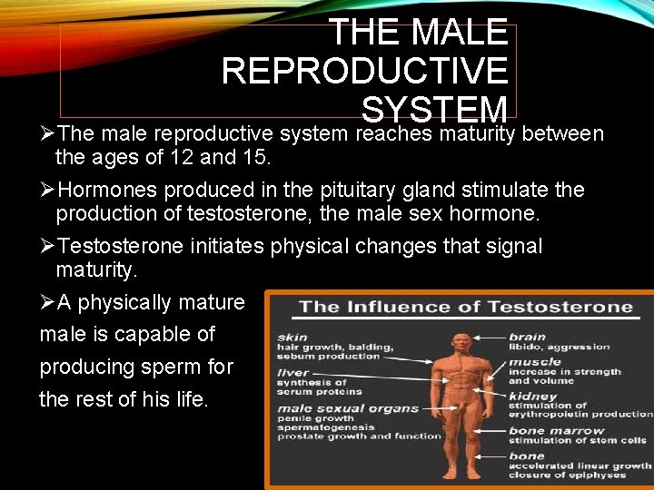 THE MALE REPRODUCTIVE SYSTEM ØThe male reproductive system reaches maturity between the ages of