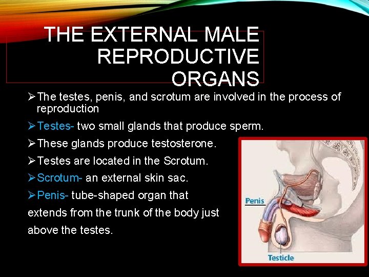 THE EXTERNAL MALE REPRODUCTIVE ORGANS ØThe testes, penis, and scrotum are involved in the