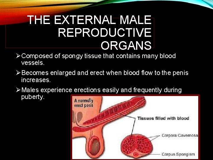 THE EXTERNAL MALE REPRODUCTIVE ORGANS ØComposed of spongy tissue that contains many blood vessels.