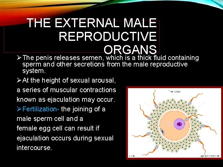 THE EXTERNAL MALE REPRODUCTIVE ORGANS ØThe penis releases semen, which is a thick fluid