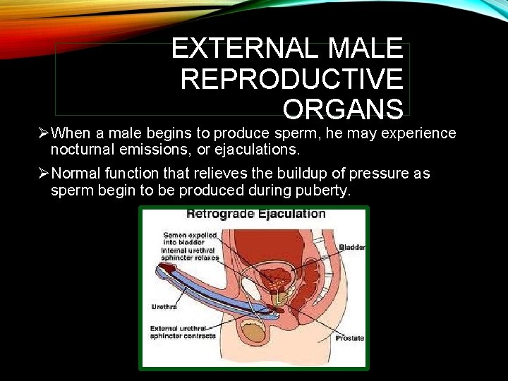 EXTERNAL MALE REPRODUCTIVE ORGANS ØWhen a male begins to produce sperm, he may experience
