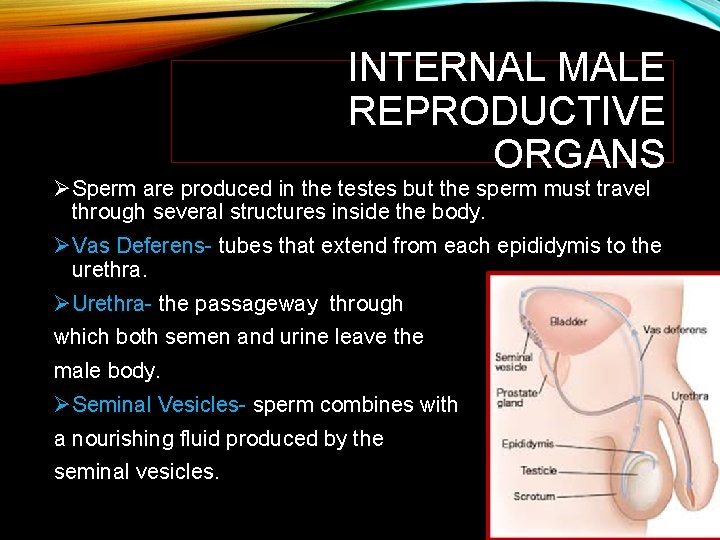 INTERNAL MALE REPRODUCTIVE ORGANS ØSperm are produced in the testes but the sperm must