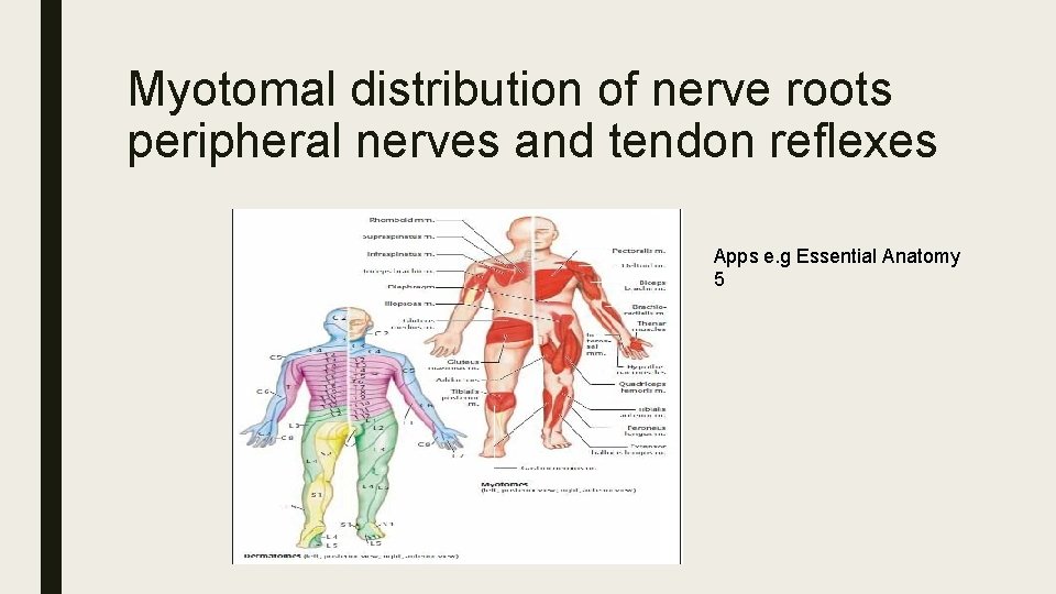 Myotomal distribution of nerve roots peripheral nerves and tendon reflexes Apps e. g Essential