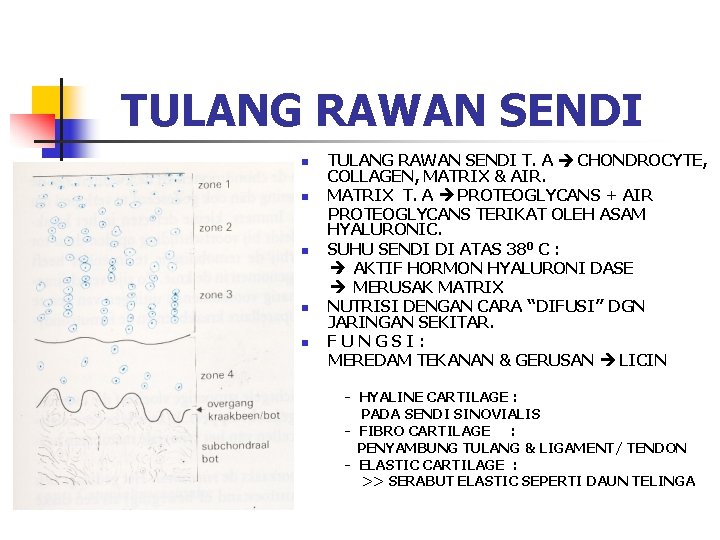 TULANG RAWAN SENDI n n n TULANG RAWAN SENDI T. A CHONDROCYTE, COLLAGEN, MATRIX