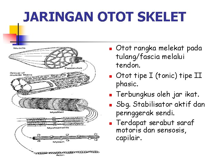 JARINGAN OTOT SKELET n n n Otot rangka melekat pada tulang/fascia melalui tendon. Otot