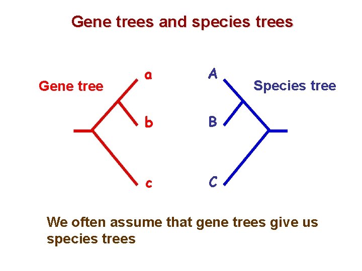 Gene trees and species trees Gene tree a A b B c C Species