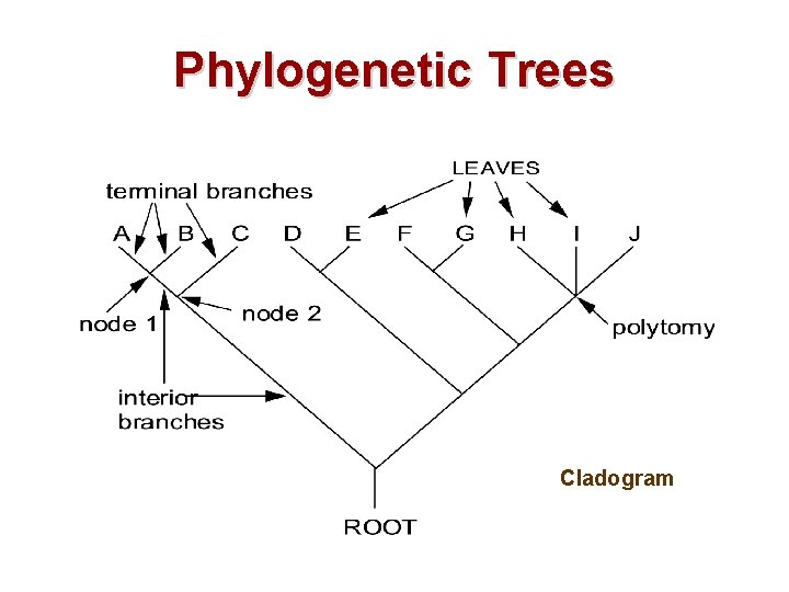 Phylogenetic Trees Cladogram 