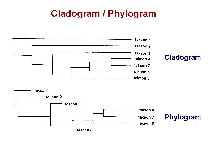 Cladogram / Phylogram Cladogram Phylogram 