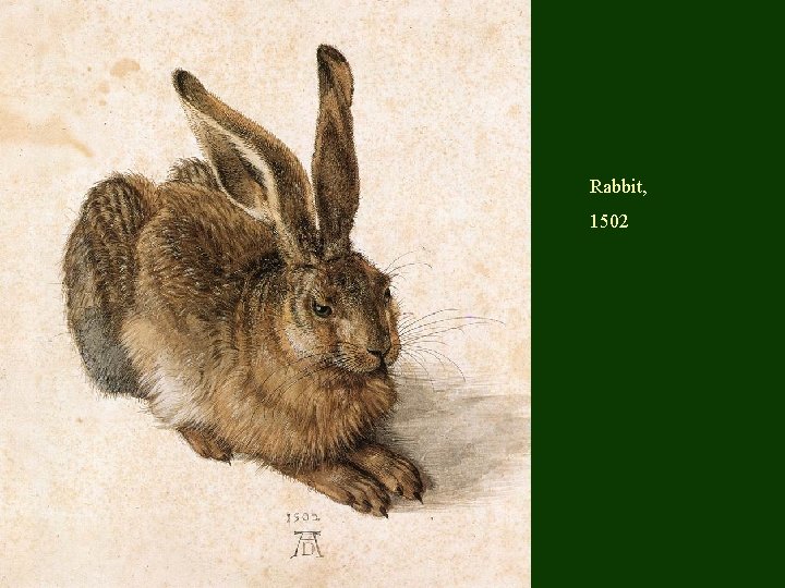 Rabbit, 1502 
