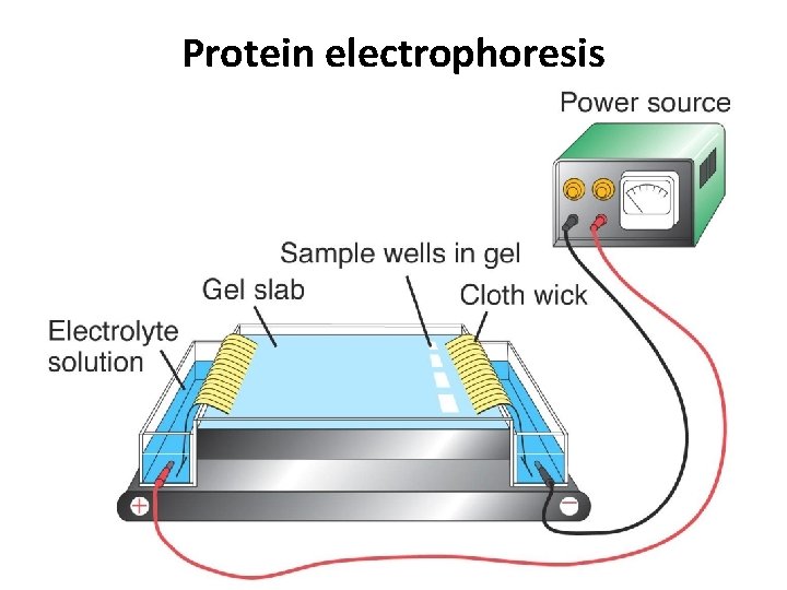 Protein electrophoresis 