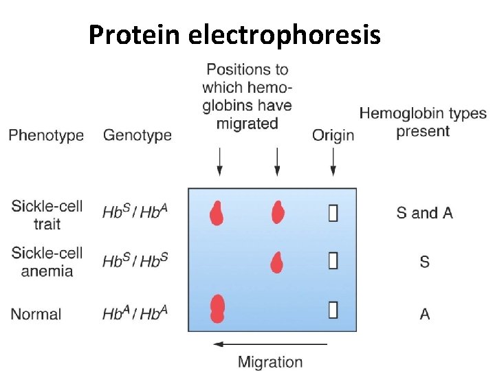 Protein electrophoresis 