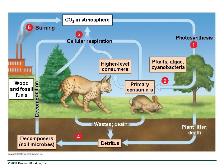 CO 2 in atmosphere 5 Burning 3 Cellular respiration Photosynthesis 1 Wood and fossil