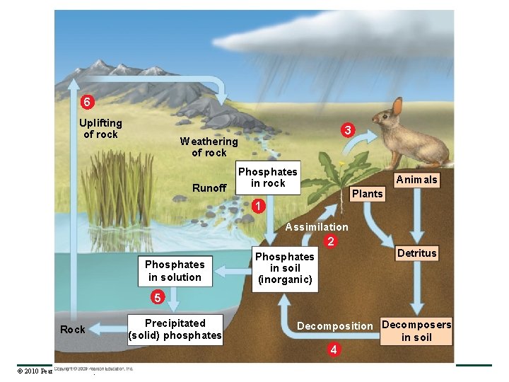 6 Uplifting of rock 3 Weathering of rock Runoff Phosphates in rock Animals Plants