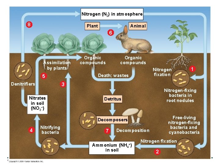 Nitrogen (N 2) in atmosphere 8 Animal Plant 6 Assimilation by plants Organic compounds