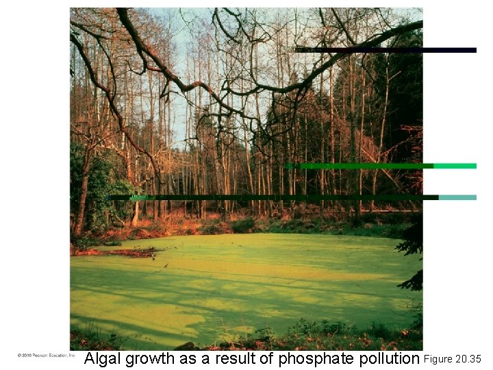 Algal growth as a result of phosphate pollution Figure 20. 35 