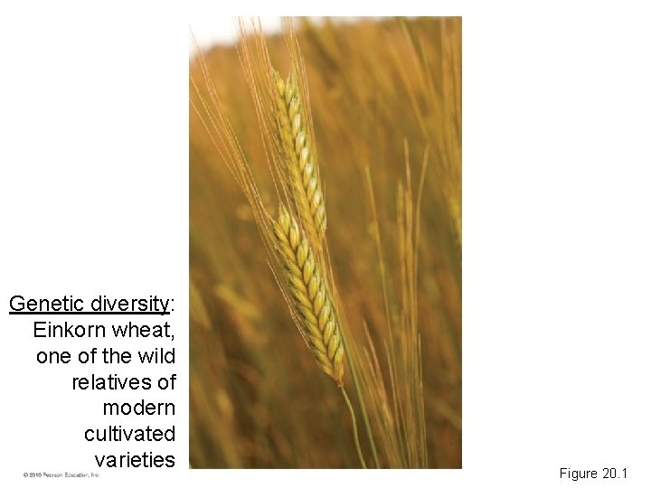 Genetic diversity: Einkorn wheat, one of the wild relatives of modern cultivated varieties Figure