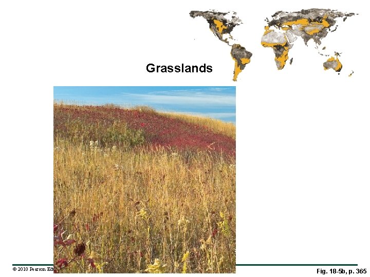 Grasslands © 2010 Pearson Education, Inc. Fig. 18 -5 b, p. 365 