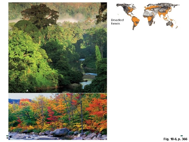 © 2010 Pearson Education, Inc. Fig. 18 -6, p. 366 